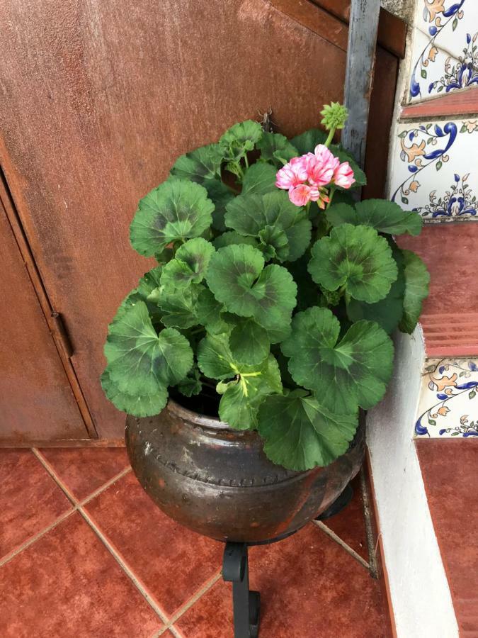 Casa Rural La Herencia Alia ภายนอก รูปภาพ